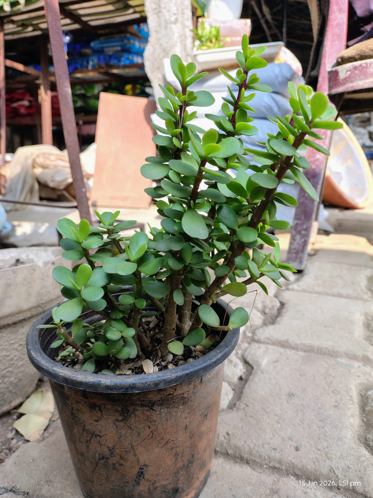 Plant Gift (Size: 4-5 inch) - Custom Branded Corporate Gifting Plants